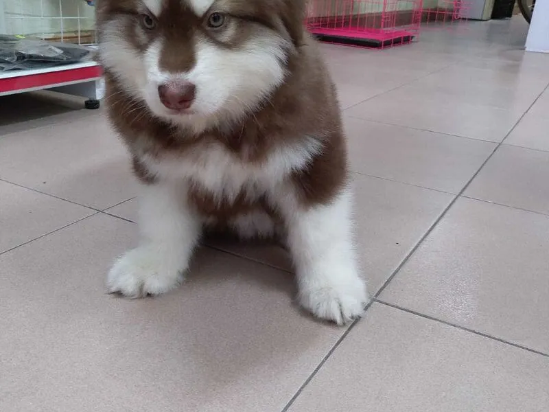 Cún Alaska 3 tháng tuổi đứng trên cỏ, minh họa cho tầm quan trọng của việc vận động ngoài trời