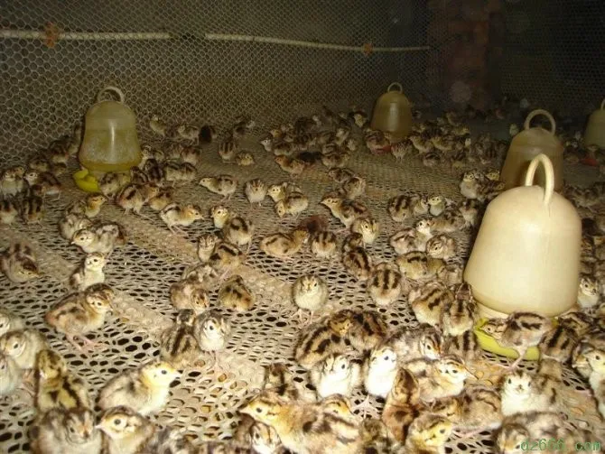 Cung cấp chế độ dinh dưỡng cám chuyên dụng cho chim cút non dưới 4 tuần tuổi