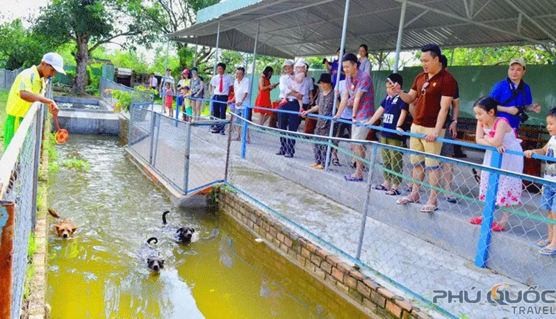 Cuộc đua chó xoáy Phú Quốc dưới nước rèn luyện kỹ năng săn mồi