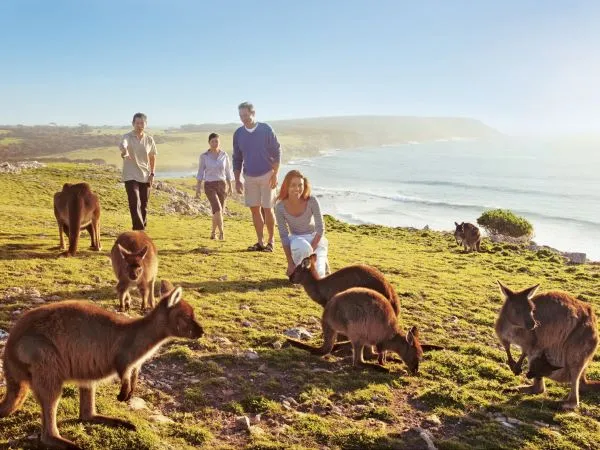 Cuộc sống hiện đại và chi phí cao tại xứ sở chuột túi