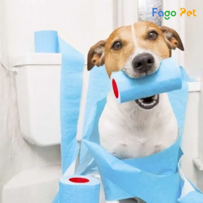 Tiêu chí lựa chọn xịt đi vệ sinh đúng chỗ cho chó mèo