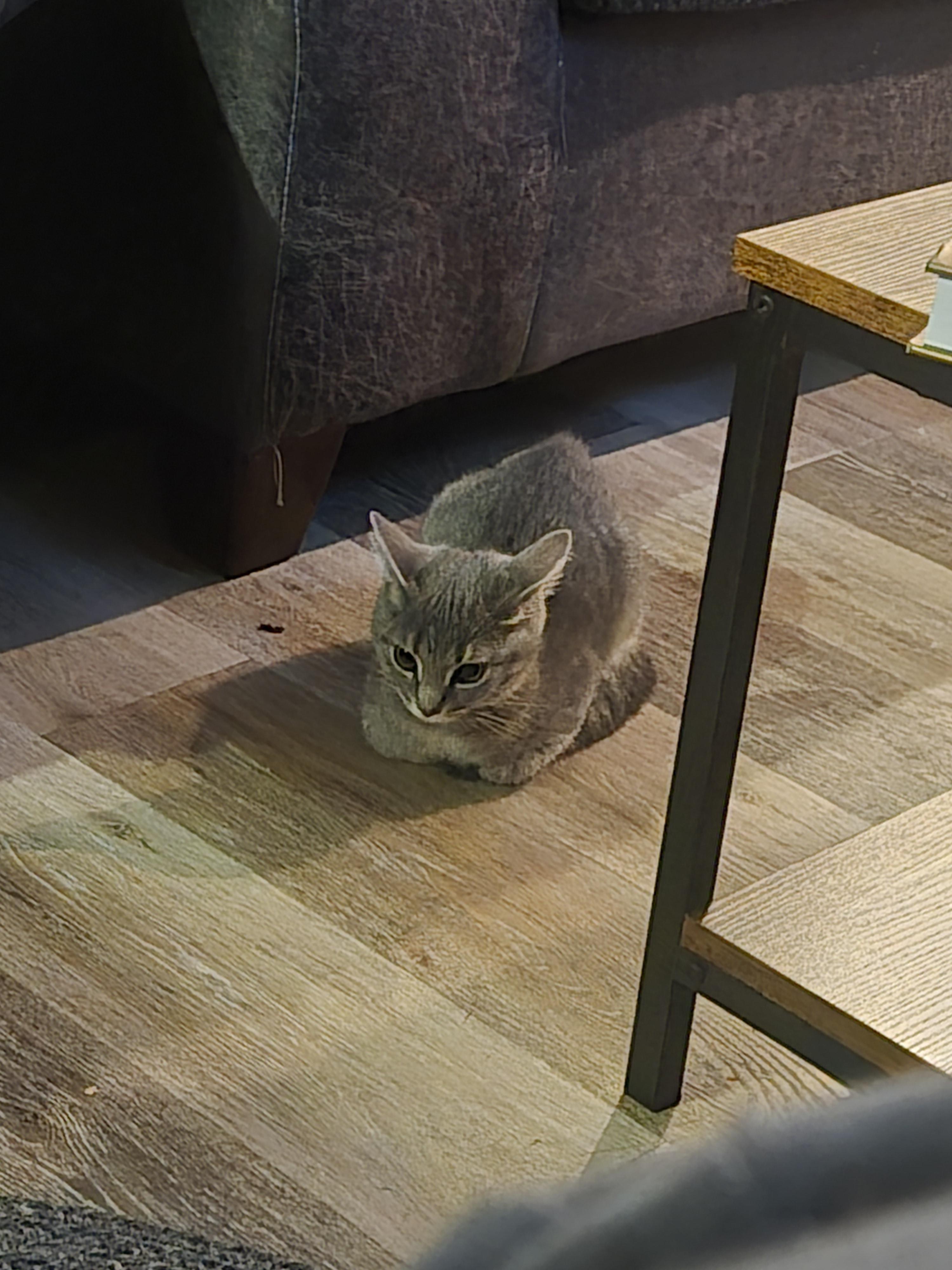 Con Chuột Lang: Hướng Dẫn Chăm Sóc Toàn Diện Cho Chuột Mẹ Mang Thai