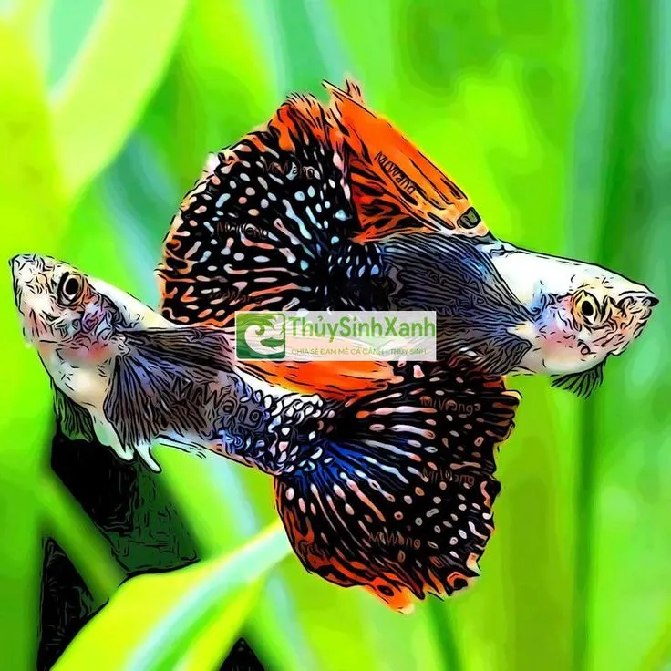 18 Cách Nuôi Cá Bảy Màu Con Mau Lớn Lên Màu Đẹp Không Bị Chết