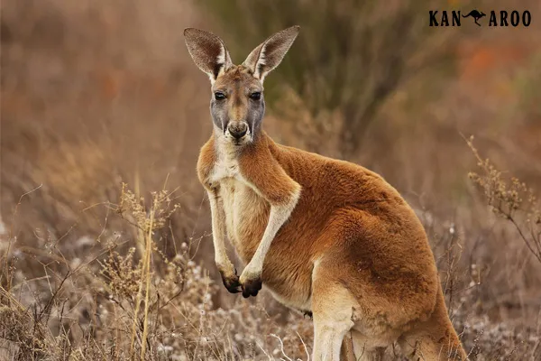 Đặc điểm cấu tạo chi sau mạnh mẽ và chiếc đuôi lớn của Kangaroo