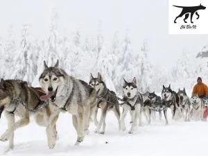 Đặc điểm chó Husky thuần chủng có nguồn gốc Siberia