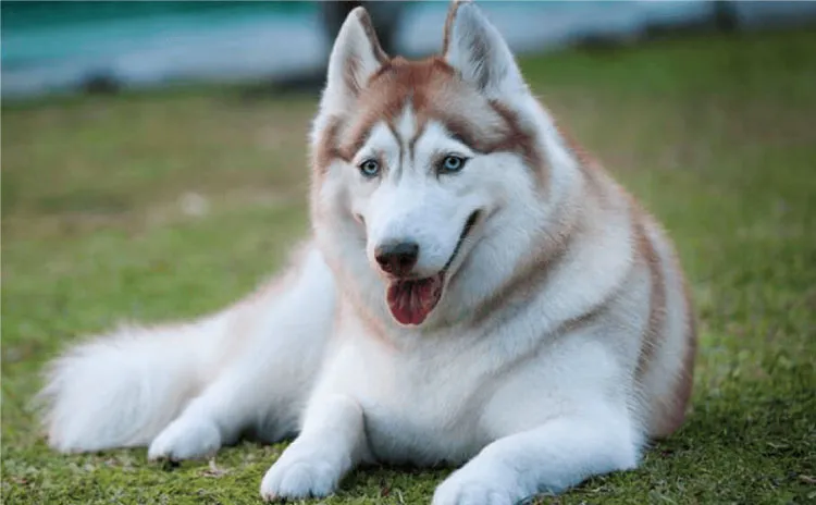 Đặc điểm chó Siberian Husky trưởng thành với bộ lông dày và đôi mắt xanh băng