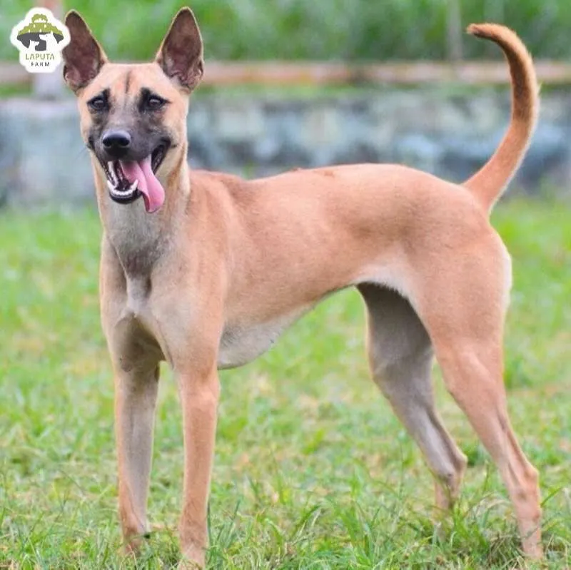 Đặc điểm ngoại hình chi tiết của chó xoáy phú quốc, tập trung vào cấu trúc cơ thể