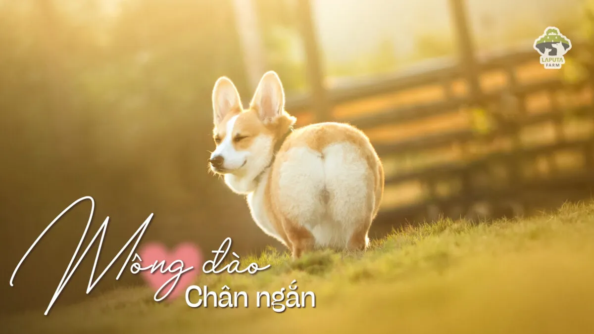 Đặc điểm ngoại hình chó Corgi chân ngắn thân dài, đạt chuẩn mông trái tim