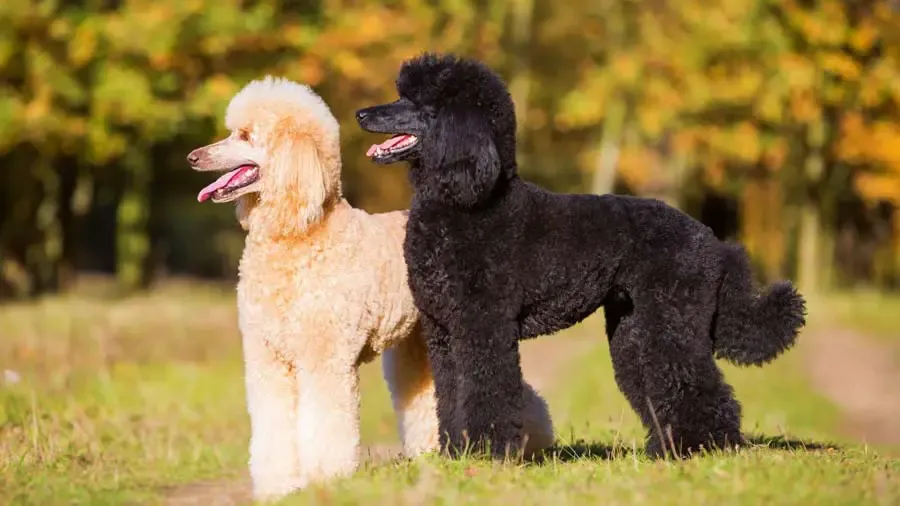 Đặc điểm ngoại hình chó Poodle size standard trưởng thành
