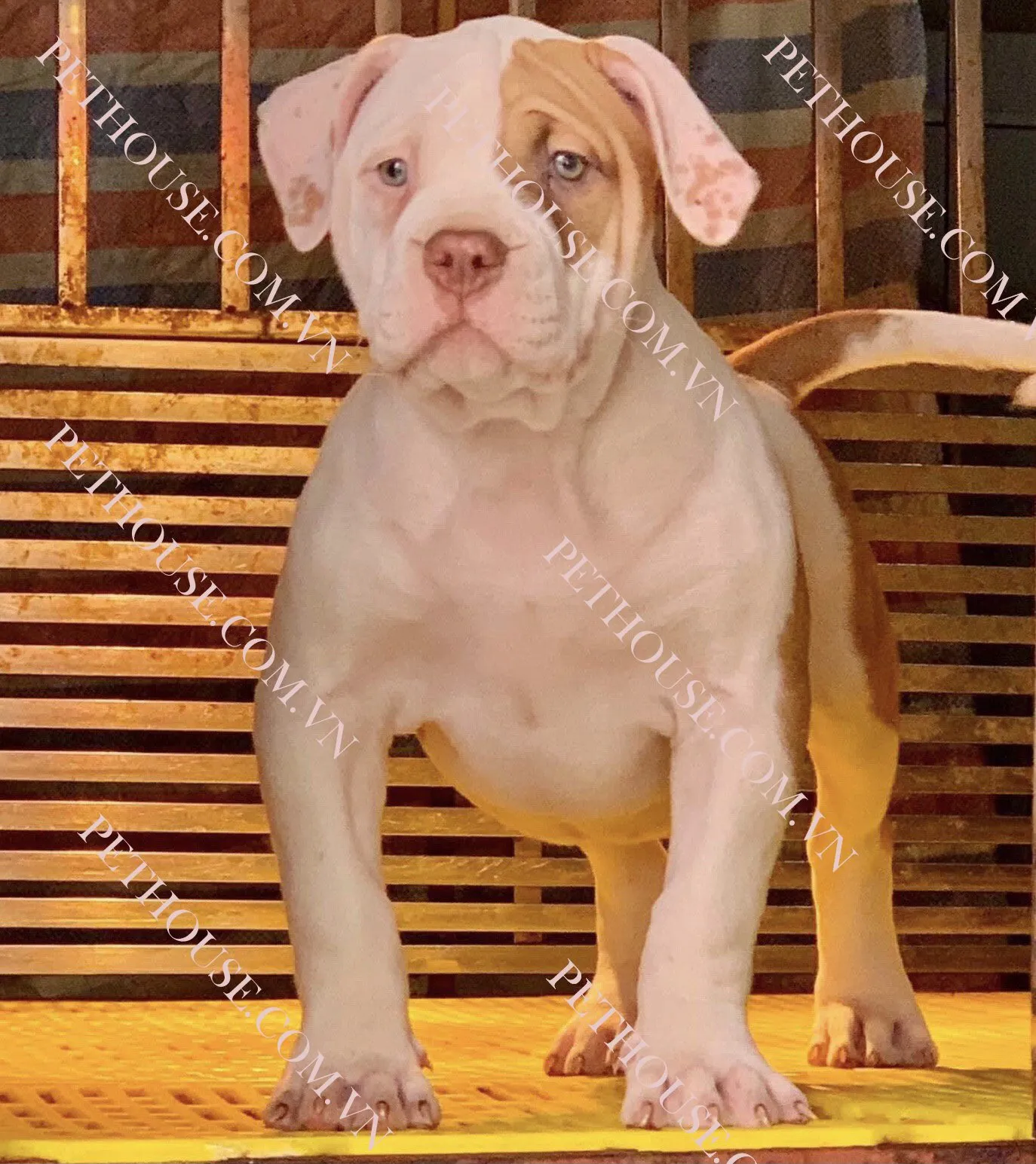 Đặc điểm ngoại hình chuẩn của Pitbull Mỹ, giúp người mua chó pitbull ở tphcm dễ dàng nhận biết giống thuần chủng.