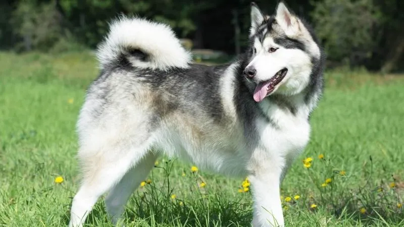 Đặc điểm ngoại hình của giống chó Alaska Malamute có thân hình khỏe khoắn và khung xương to