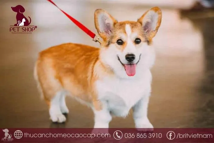 Đặc điểm ngoại hình của giống chó Corgi lùn tai dựng