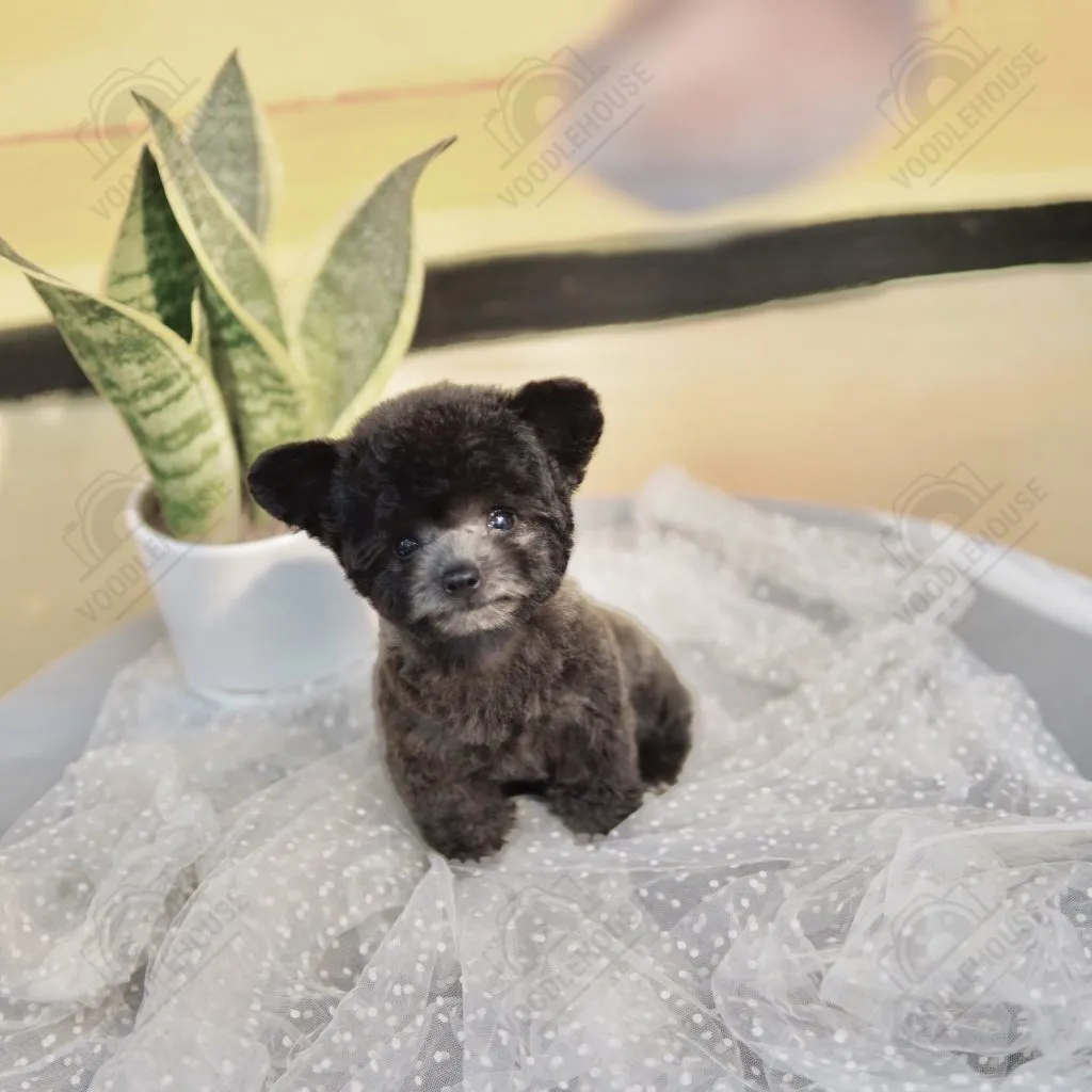 Đặc điểm ngoại hình của giống chó Poodle thuần chủng Toy