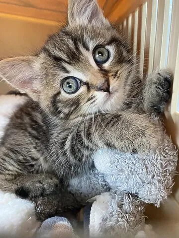 Đặc điểm ngoại hình pha trộn của mèo lai Ba Tư và Xiêm, khuôn mặt tròn trịa nhưng vẫn giữ nét thanh thoát