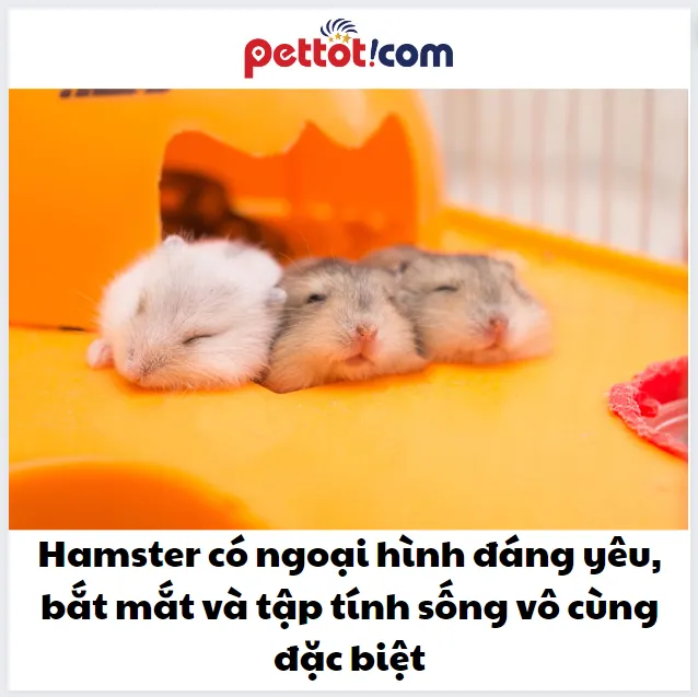 Đặc điểm ngoại hình và kích thước nhỏ bé của chuột Hamster Robo, ảnh hưởng đến giá chuột hamster robo