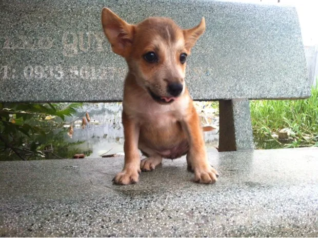 Đặc điểm nhận dạng chó phú quốc lai husky trưởng thành với tai vểnh và lông ngắn