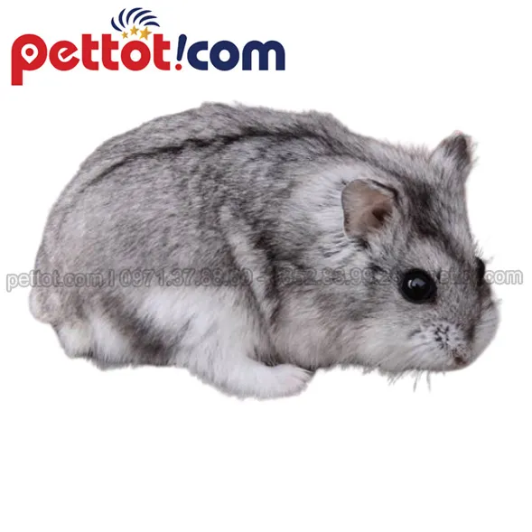 Đặc điểm nhận dạng chuột Hamster Campell với đuôi ngắn và bộ lông mềm mượt