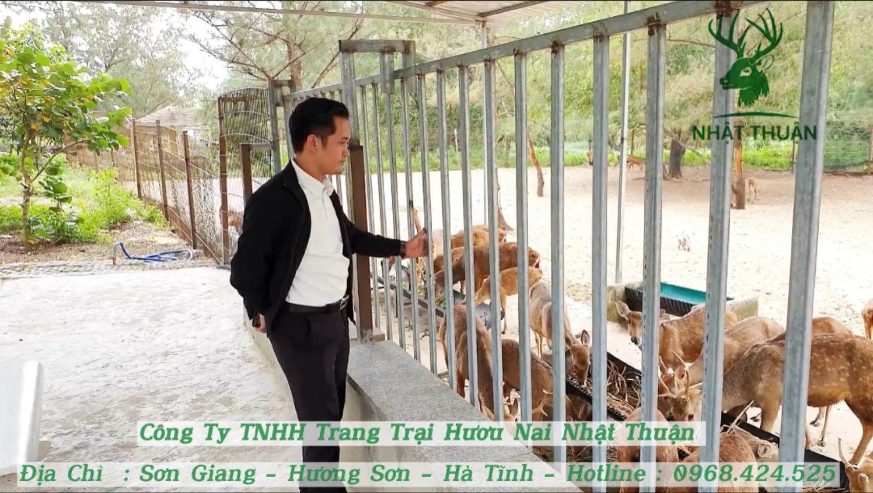 Đặc điểm nhận dạng và kỹ thuật chọn lọc hươu đực giống khỏe mạnh cho việc chăn nuôi hươu