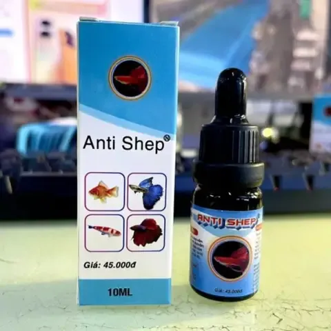 Đặc điểm nhận diện thân hình tròn và thuôn dài của cá chép Koi mini.