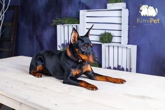 Đặc điểm tính cách chó Phốc Hươu thuần chủng: lanh lợi, tự tin và tràn đầy năng lượng khi vui đùa.