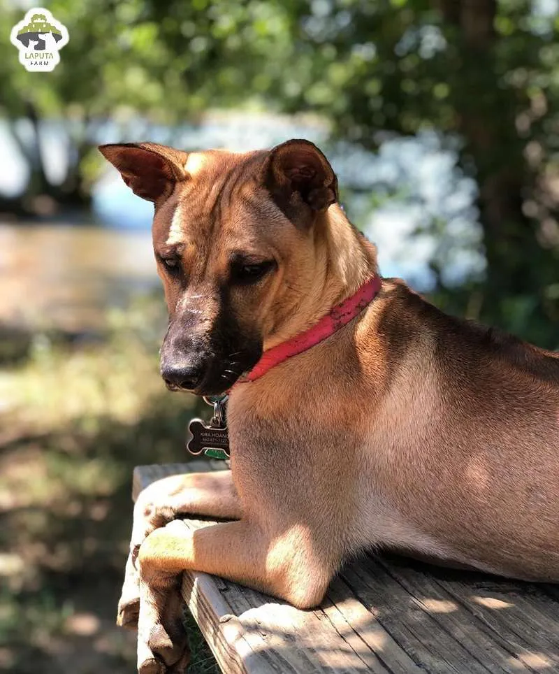 Đặc điểm tính cách của chó Phú Quốc đang nằm nghỉ