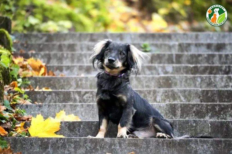 Dameranian (Chó Phốc Lai Dachshund) thừa hưởng thân hình dài đặc trưng cùng bộ lông Phốc Sóc