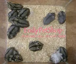 Đàn allintitle:con chuột hamster con tụ tập tập uống nước và tập ăn thức ăn mềm