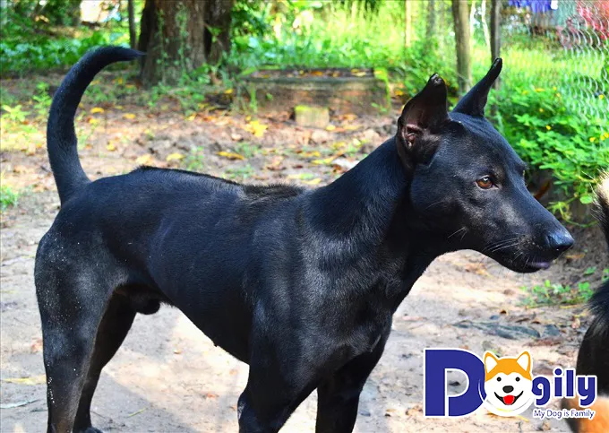 Đàn chó con Phú Quốc màu đen mực đáng yêu đang tập trung, minh họa hình ảnh chó phú quốc con sơ sinh