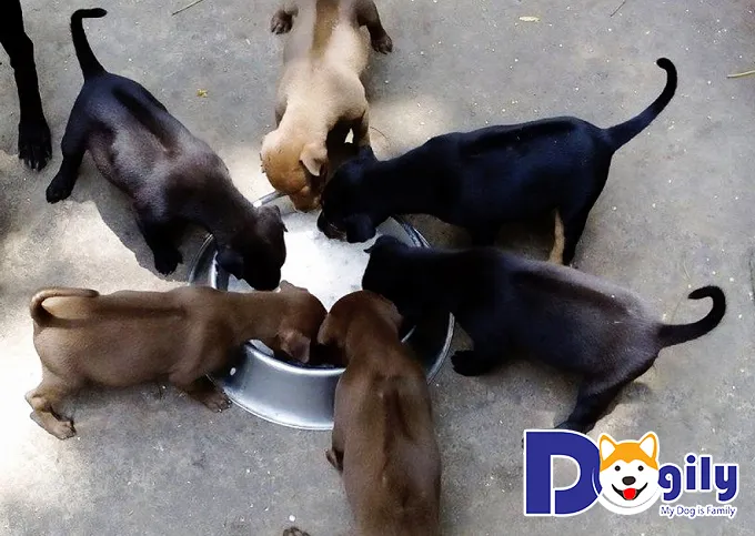 Đàn chó phú quốc con đủ màu (vàng, đen) đang được chăm sóc, minh họa sự đa dạng màu lông