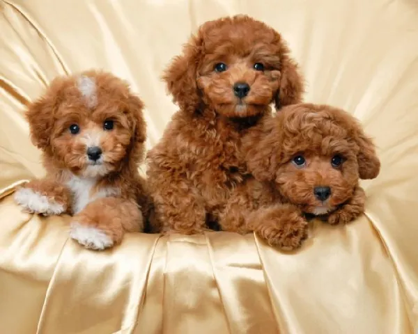 Đàn chó Poodle con sơ sinh nằm cạnh nhau trong ổ ấm áp.
