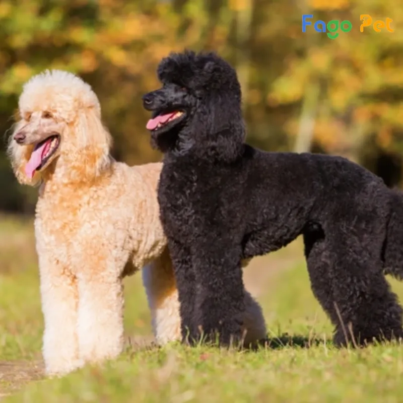 Đàn chó Poodle Standard con khỏe mạnh chuẩn bị xuất chuồng tại Việt Nam