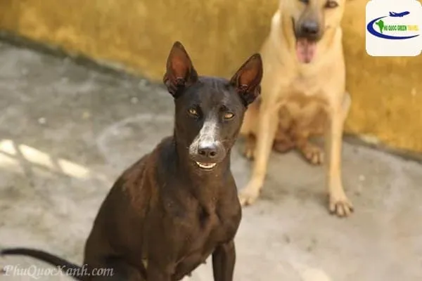 Dáng đứng của chó Phú Quốc thể hiện tính khí can đảm và tự tin