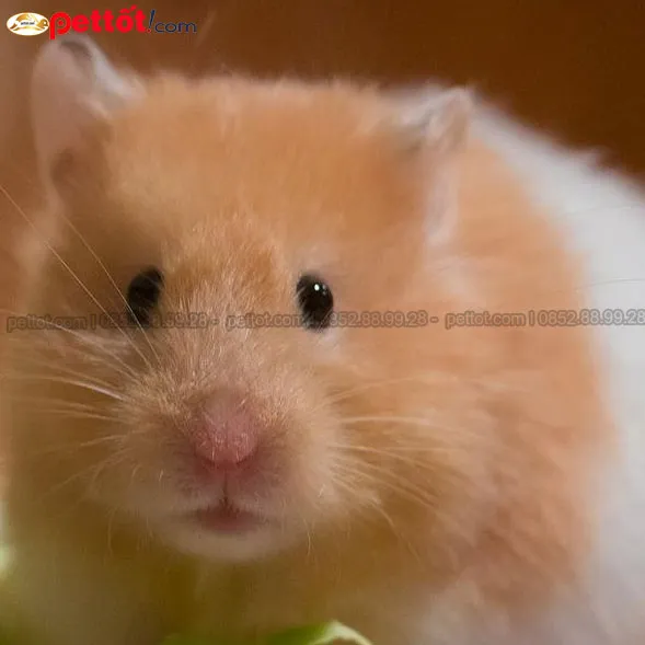 Đánh giá chất lượng và thu mua chuột Hamster khỏe mạnh từ nhà cung cấp