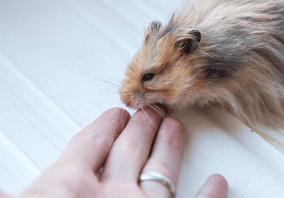 Chuột Hamster Có Lây Bệnh Cho Người Không: Phân Tích Chuyên Sâu Về Nguy Cơ Truyền Nhiễm Từ Thú Cưng