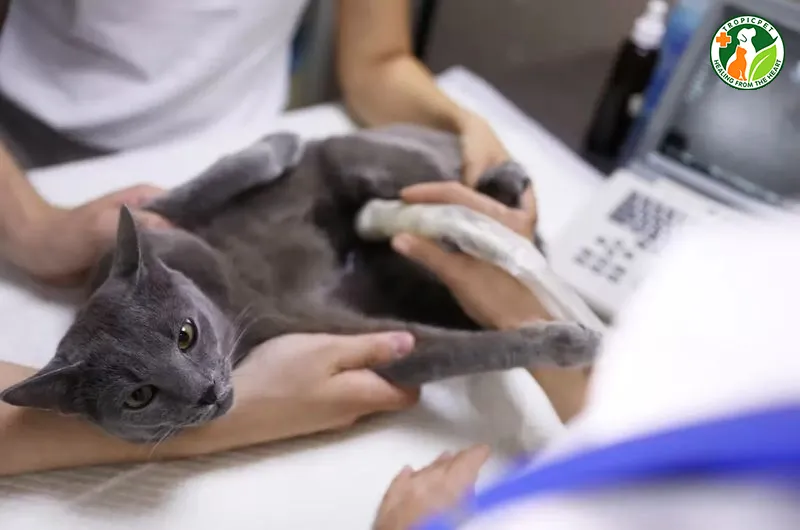 Dấu hiệu mèo khó đẻ