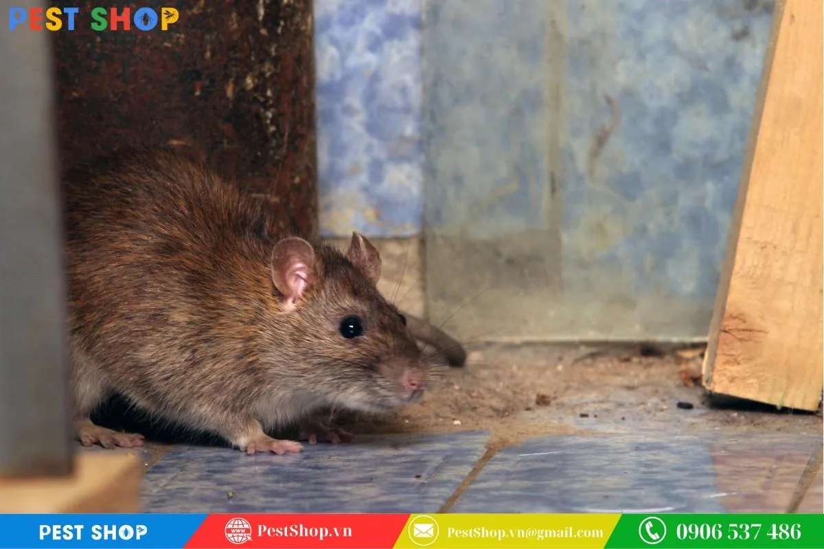 Dấu hiệu nhận biết chuột cống xâm nhập nhà qua phân và vết gặm nhấm, hỗ trợ cách bẫy chuột cống hiệu quả