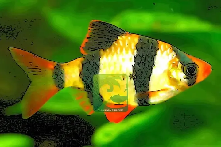 Dấu hiệu nhận biết và phương pháp điều trị bệnh đốm trắng Ich ở cá tứ vân