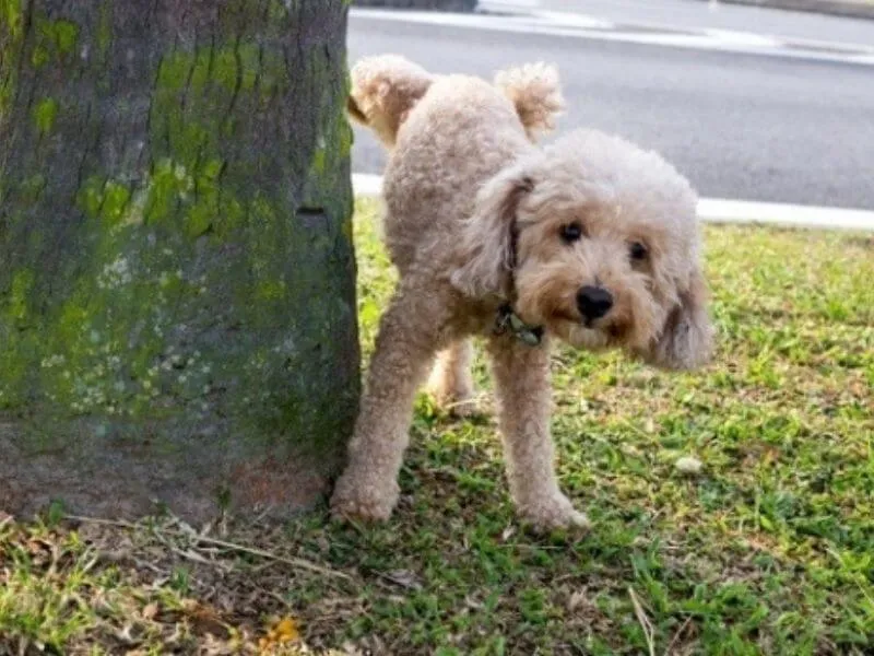 Dạy Phốc Sóc đi vệ sinh đúng chỗ