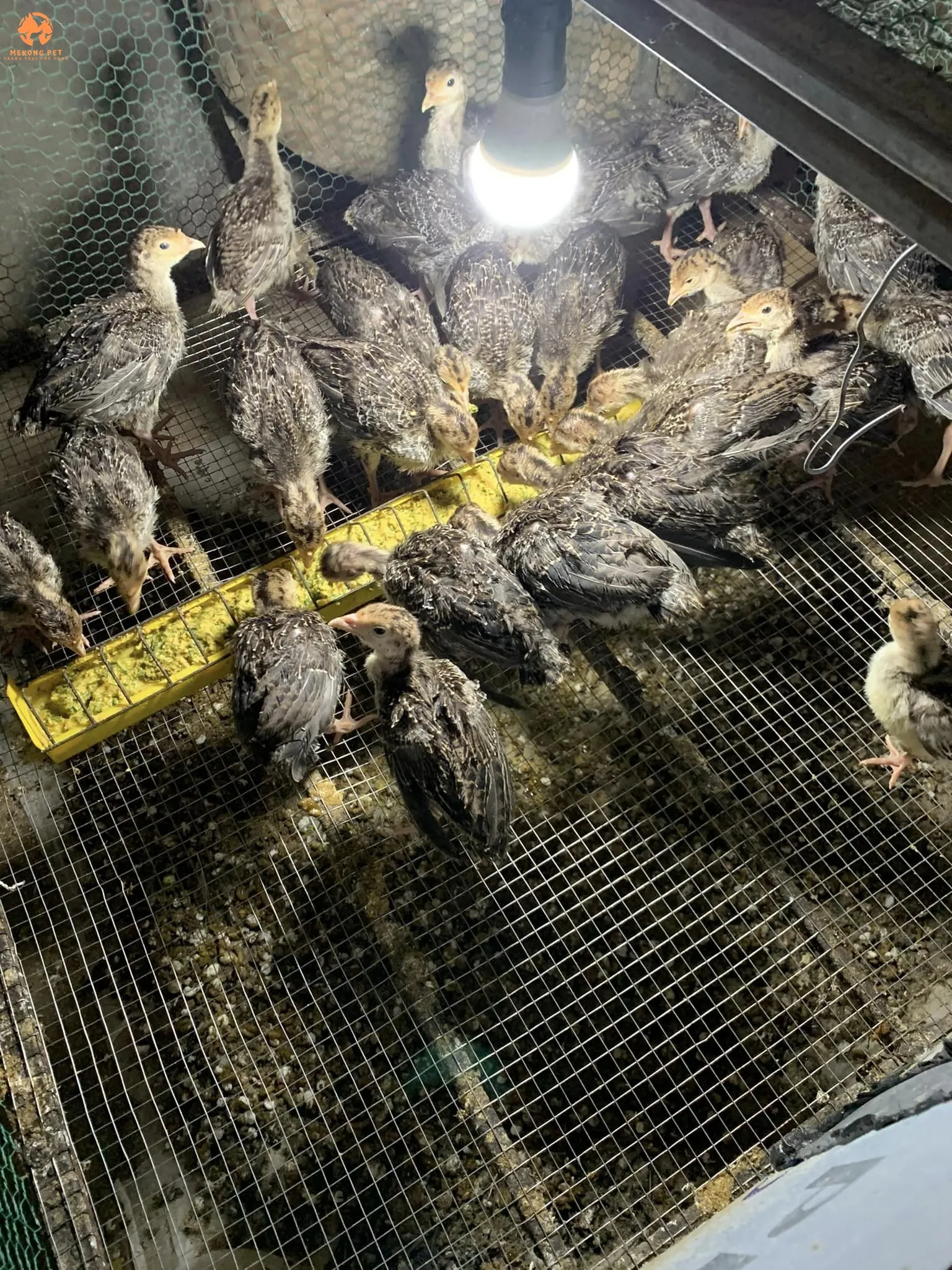 Đèn sưởi được sử dụng liên tục để giữ hơi ấm và duy trì nhiệt độ ổn định cho gà con trong chuồng úm, bất chấp sự thay đổi của thời tiết.