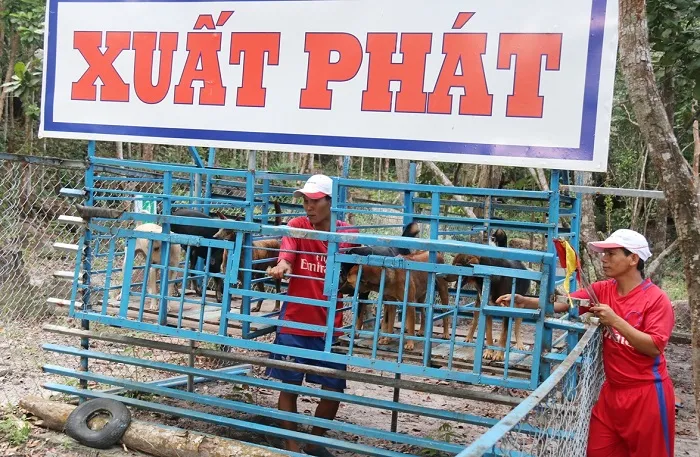 Đến với trại chó xoáy du khách sẽ được xem chó biểu diễn kỹ năng