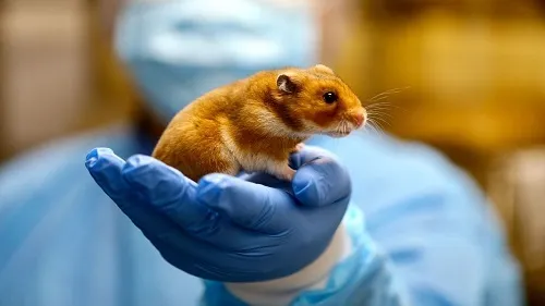 Đeo găng tay bảo hộ khi tiếp xúc với chuột hamster để giảm thiểu rủi ro bị cắn