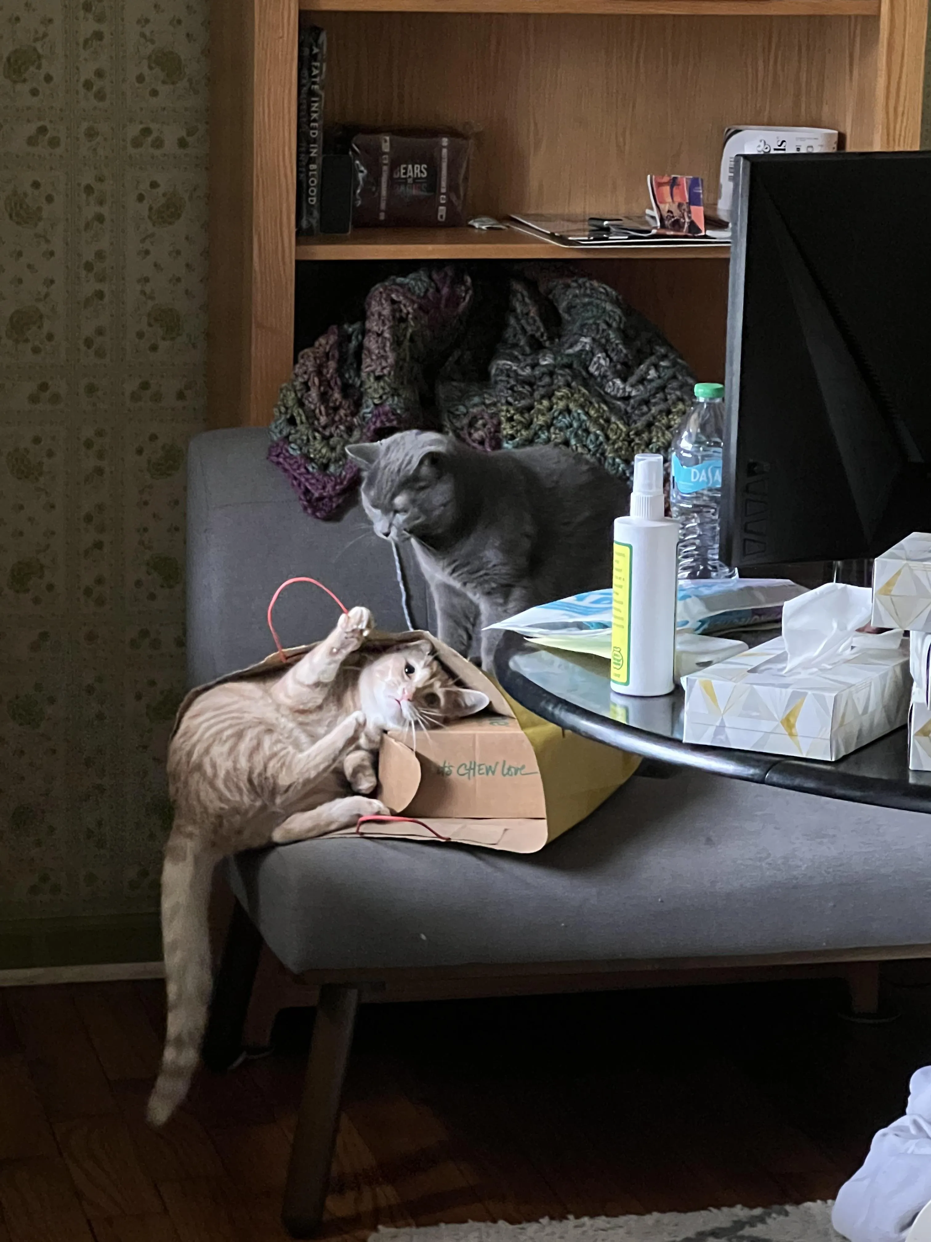 Mèo Có Thích Nghe Nhạc Không? Khoa Học Giải Đáp Sở Thích Âm Nhạc Của Mèo