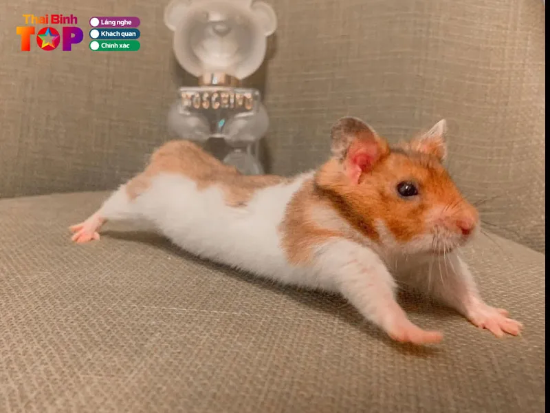 Địa chỉ Hamster Happy tại Thái Bình chuyên các giống Bear, Winter White, Robo khỏe mạnh