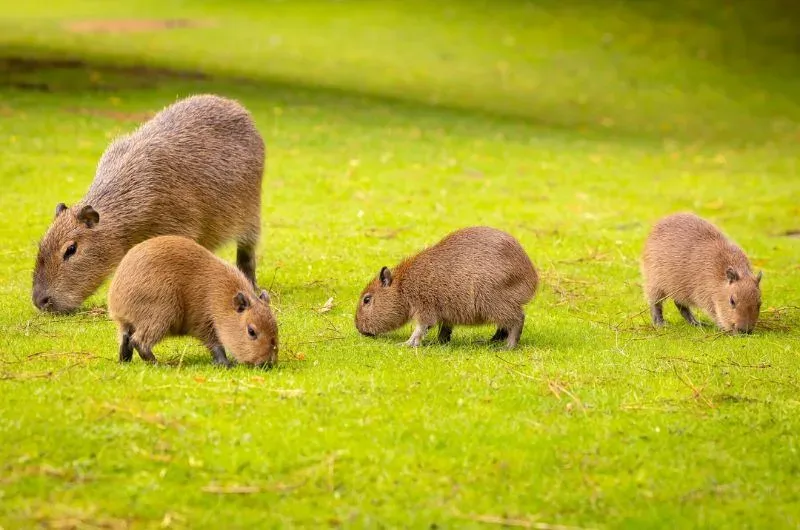 Địa chỉ mua Capybara uy tín: hình ảnh chuột lang nước con tại cơ sở chăn nuôi chuyên nghiệp ở Việt Nam