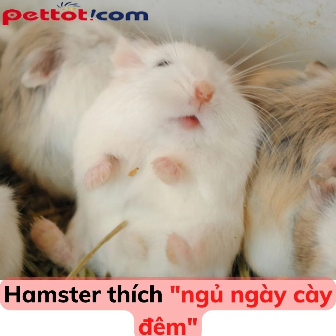 Địa chỉ mua hamster uy tín tại TP. HCM đảm bảo chất lượng và nguồn gốc rõ ràng.