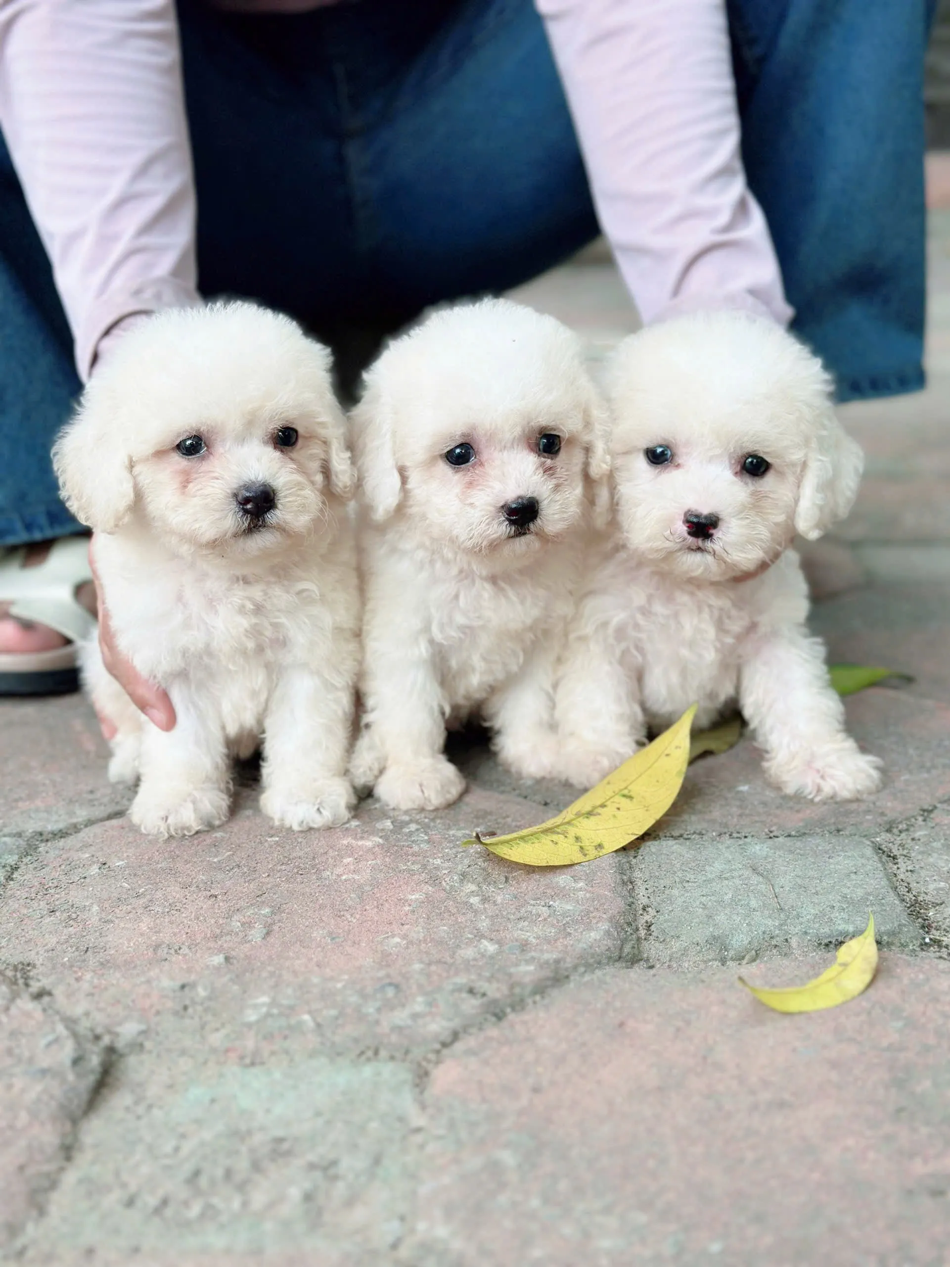 Dịch vụ tắm chó mèo Đà Nẵng và cắt tỉa lông Poodle chuyên nghiệp