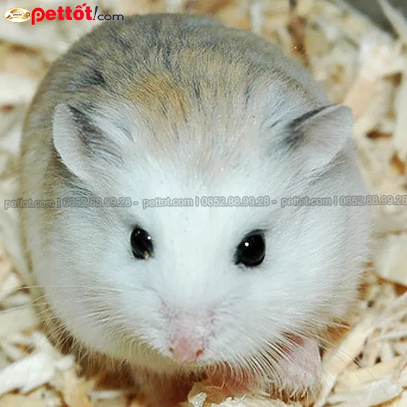 Dịch vụ thu mua tận nơi và vận chuyển an toàn cho lô chuột hamster