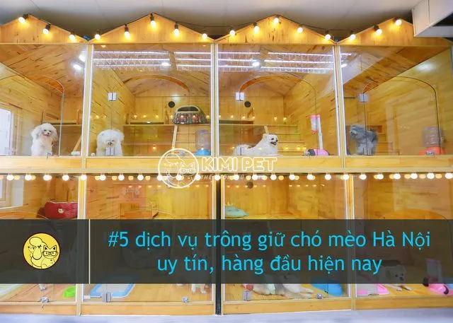 Dịch vụ trông giữ chó mèo chuyên nghiệp tại Kimi Pet giúp thú cưng luôn thoải mái