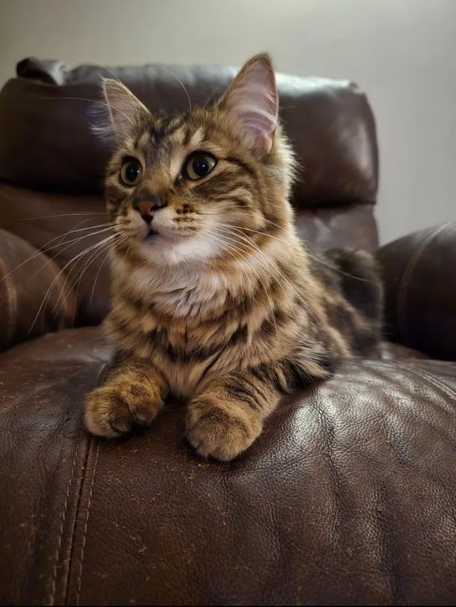 Mèo Anh Lông Ngắn Giá Bao Nhiêu: Cẩm Nang Chi Tiết Từ Chuyên Gia