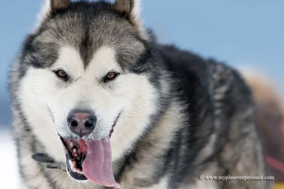 Điều kiện sống lý tưởng cho chó alaska hung dữ ở vùng khí hậu lạnh